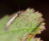 39428 – Photo : Pierre Duhem – France (74)
