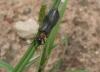 39838 – Photo : OCIS – Sénégal