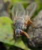 39607 – Photo : Christine DEVILLERS – Belgique