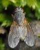 39611 – Photo : Christine DEVILLERS – Belgique
