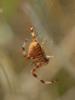 39451 – Photo : Dominique Bataille – France (34)