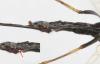 39020 – Photo : Arthropa - Benoit Martha – France (21)