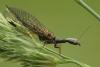 39016 – Photo : Arthropa - Benoit Martha – France (21)
