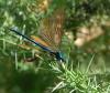 39076 – Photo : Dominique Bataille – France (87)