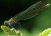 39223 – Photo : FATON Jean-Michel – France (84)