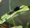 39322 – Photo : FATON Jean-Michel – France (26)