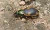 39693 – Photo : OCIS – Sénégal