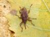 Curculio elephas