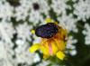 39300 – Photo : Emmanuel Freri – France (37)