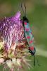 39398 – Photo : Liboupat – France (05)