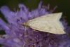 39046 – Photo : Liboupat – France (05)
