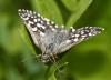 39278 – Photo : hysope – France (38)
