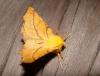 39273 – Photo : Arnaud Jean-Pierre – France (09)