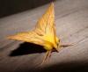 39274 – Photo : Arnaud Jean-Pierre – France (09)