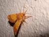 39955 – Photo : Arnaud Jean-Pierre – France (09)