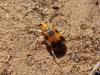 39946 – Photo : OCIS – Sénégal