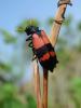 39945 – Photo : OCIS – Sénégal