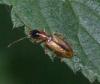 Demetrias atricapillus