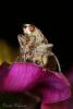39387 – Photo : David Defoort – France (33)