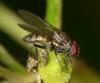 Fannia canicularis