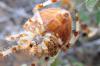 39949 – Photo : Jules d'Oc – France (34)