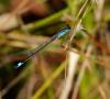 39321 – Photo : FATON Jean-Michel – France (26)