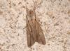 39656 – Photo : Emmanuel Freri – France (37)