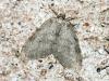 39826 – Photo : Emmanuel Freri – France (37)