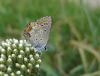 39172 – Photo : Emmanuel Freri – France (37)