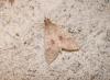 39432 – Photo : Emmanuel Freri – France (37)