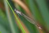 Ischnura elegans