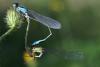 Ischnura elegans