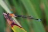 Ischnura elegans