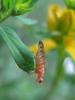 Opomyza florum