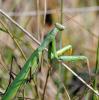 39625 – Photo : FATON Jean-Michel – France (26)