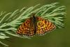 39795 – Photo : Daniel Morel – Algérie
