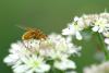 39615 – Photo : Michel Renou – France (91)