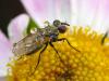 39648 – Photo : Denys Liger – France (27)