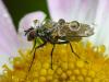 39649 – Photo : Denys Liger – France (27)
