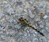 39370 – Photo : Dominique Bataille – France (87)