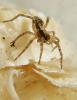 Lycosa narbonensis