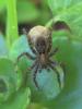 39260 – Photo : Bernadette Cassel – France (69)