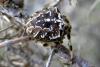 39960 – Photo : Jules d'Oc – France (11)