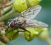 39991 – Photo : Jean Luc Kerveadou – France (29)