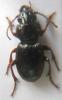 Molops piceus