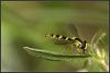 39031 – Photo : Daniel Pollen – Suisse