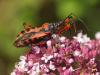 39749 – Photo : Anthony Jugele – France (04)