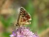39864 – Photo : Anthony Jugele – France (06)