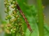 39544 – Photo : Anthony Jugele – France (35)