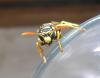 39526 – Photo : Dominique Bataille – France (34)